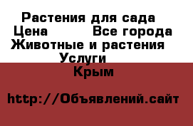 Растения для сада › Цена ­ 200 - Все города Животные и растения » Услуги   . Крым